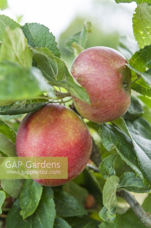Apple 'Red Windsor' syn. ''Red Alkmene', 'Sweet Lilibet'. Malus domestica. Ripe desert apples. September.