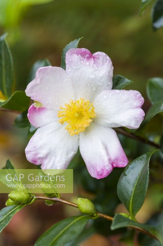 Camellia sasanqua 'Versicolor'. Closeup of white and pink flower and buds after rain in October.
