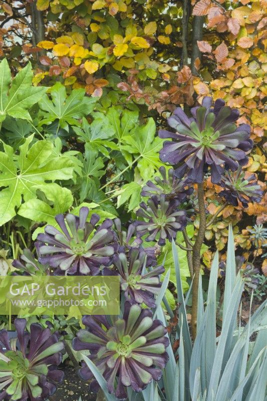 Aeonium arboreum 'Arnold Schwarzkopff' syn. Aeonium 'Zwartkop' in a mixed border next to a beech hedge in autumn with other drought resistant plants including Fatsia japonica and Yucca filamentosa. November.