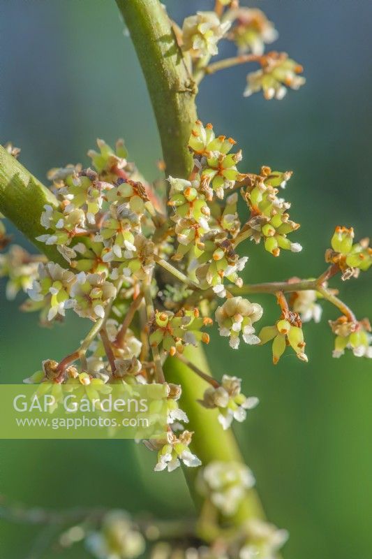 Amborella trichopoda. Closeup of female flowers. A tropical evergreen shrub native to New Caledonia. A primitive form of flowering plant very rare in cultivation. December.