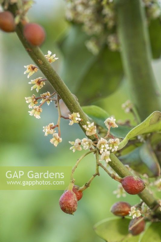 Amborella trichopoda. Closeup of female flowers and fruits. A tropical evergreen shrub native to New Caledonia. A primitive form of flowering plant very rare in cultivation. December.