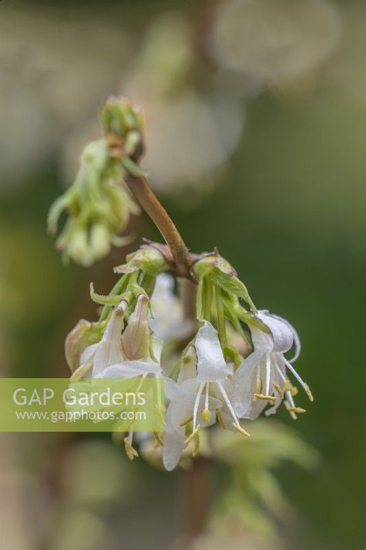 Lonicera x purpusii 'Winter Beauty' flowering in Spring - March
