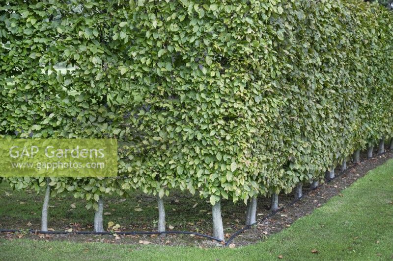 Clipped  fagus sylvatica hedge at The Burrows Gardens, Derbyshire, in August