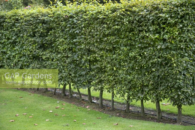 Fagus sylvatica hedge at The Burrows Gardens, Derbyshire, in August