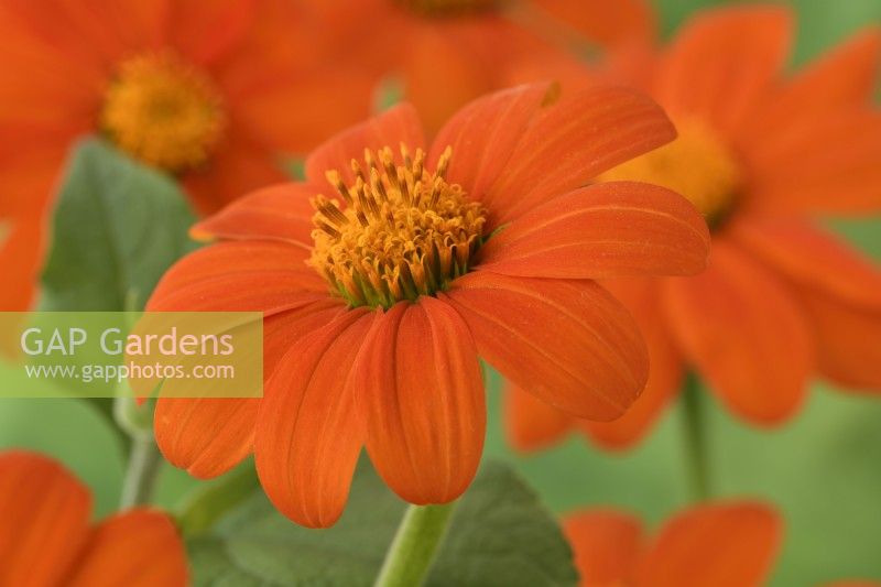 Tithonia rotundifolia  'Goldfinger'  Mexican sunflower  August
