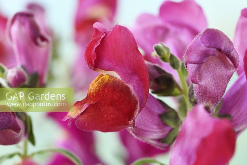 Antirrhinum  'Tom Thumb'  Dwarf Snapdragon  One colour from mixed  July