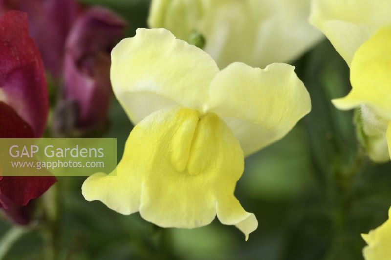 Antirrhinum  'Tom Thumb'  Dwarf Snapdragon  One colour from mixed  August
