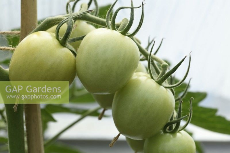 Solanum lycopersicum  'Mountain Magic'  F1 Hybrid tomatoes  Unripe fruit growing in greenhouse  Syn. Lycopersicon esculentum  September