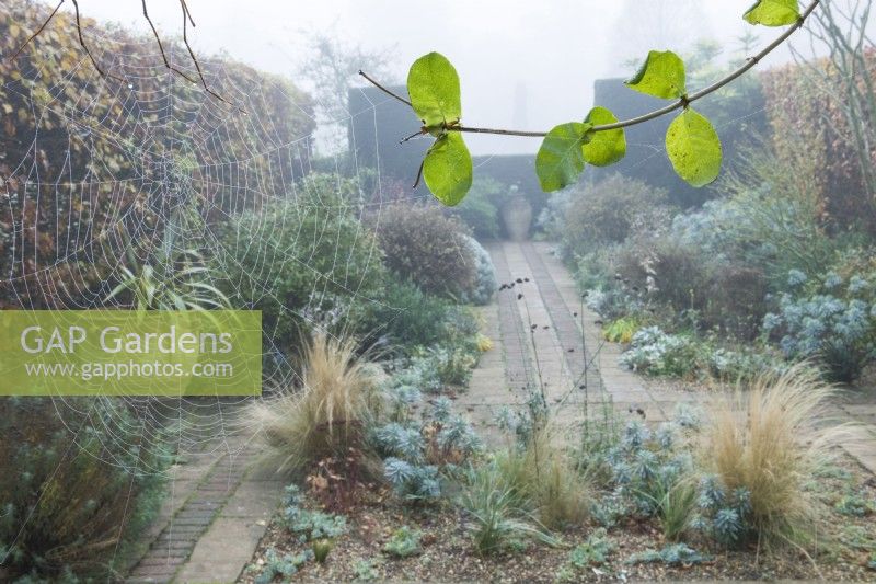 View of The Dry Garden in Cambridge Botanic Gardens on a foggy autmnal morning with dew on spiders web hanging from pergola and honeysuckle branch. November.