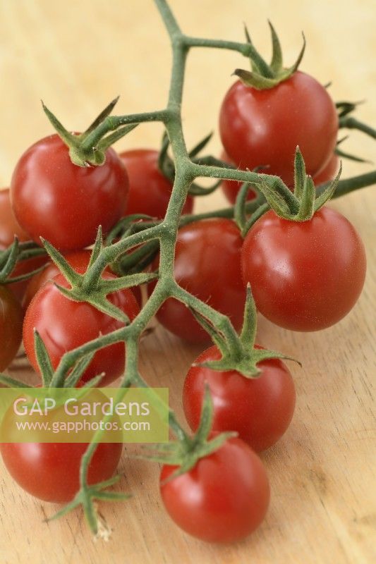 Solanum lycopersicum  'Tomtastic'  Cherry tomatoes  F1 Hybrid  Picked truss of fruit  Syn. Lycopersicon esculentum  August