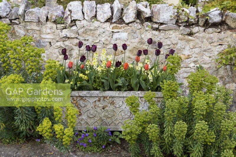 Tulips and wallflowers in a cast concrete planter surrounded by euphorbias in April