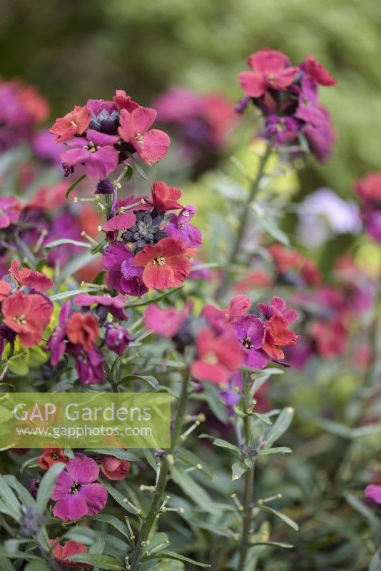 Perennial wallflower Erysimum 'Red Jep' in April