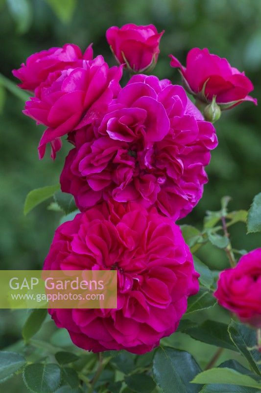 Rosa 'Frilly Cuff', a modern shrub rose bearing fragrant, deep cerise double flowers from June.
