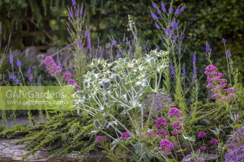 Self sown Eryngium giganteum  AGM - Miss Willmott's ghost -  with Allium cristophii, Cotoneaster horizontalis, Centranthus ruber - Valerian - and Linaria purpurea - Toadflax.