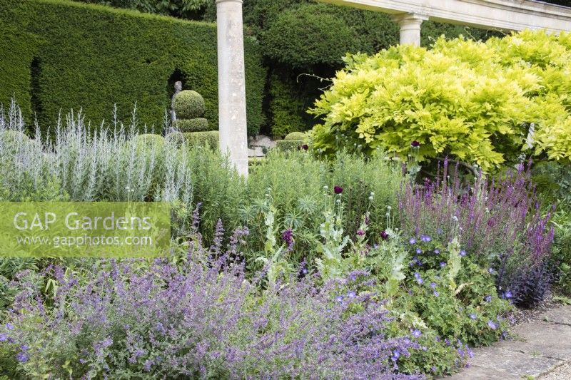 Part of border of the Great Terrace with Nepeta, Papaver, Salvia and Wisteria.