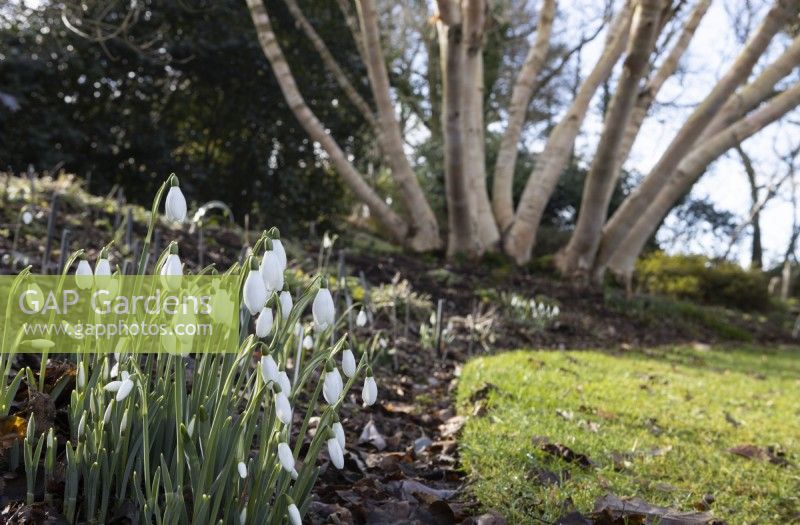A cluster of snowdrops in the forgeround with a clump of trees in the background, Betula ermanii Grayswood Hill. The Garden House, Yelverton, Devon