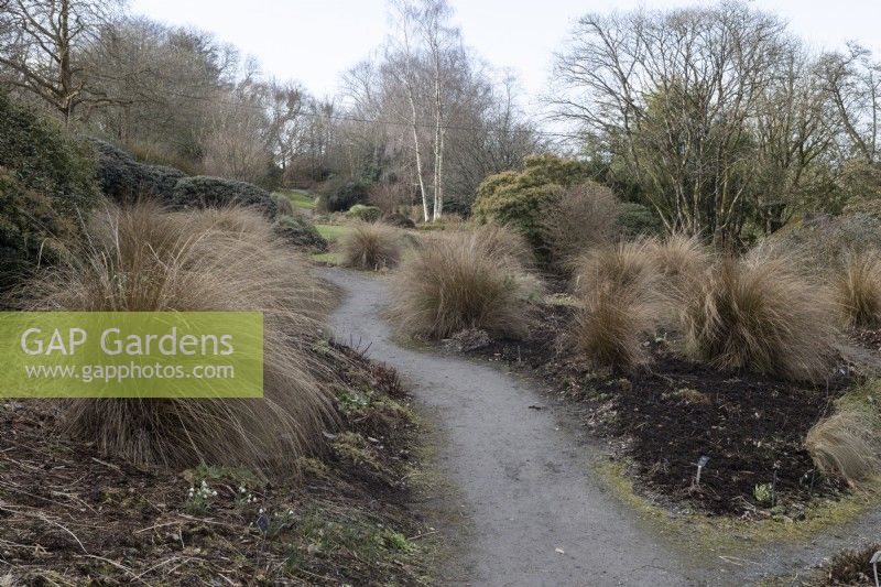 A curved path winds between borders planted with a variety of grasses. The Garden House, Yelverton, Devon
