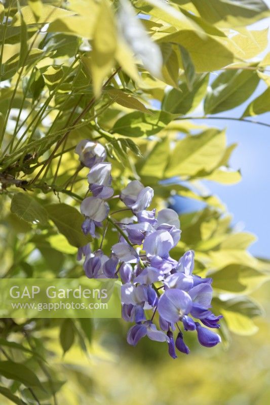 Close-up of a Wisteria sinensis, Chinese wisteria mauve flower and young foliage in spring