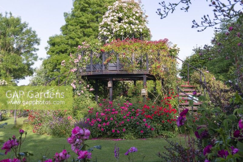 A central viewing platform in the gardens at Peter Beales Roses clothed in rambling roses.