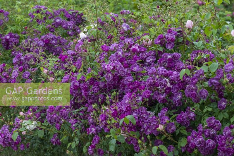 Rosa 'Veilchenblau', a purple magenta rambling rose bearing clusters of small, cupped fragrant flowers in June.