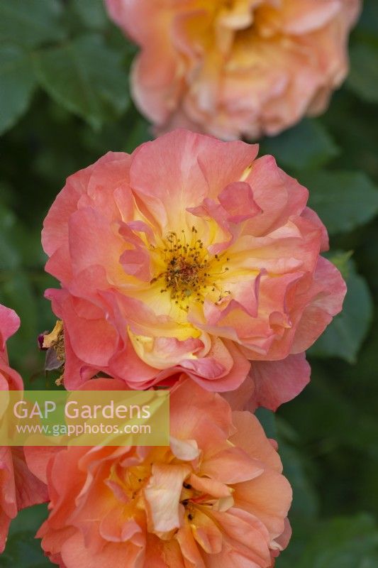Rosa 'Westerland' (syn. 'Korwest'), a shrub rose bearing clusters of fragrant apricot orange flowers from June into autumn.