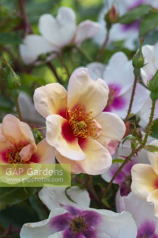 Rosa 'Smiling Eyes', a bush rose with small, fragrant single flowers from June that change colour with age.