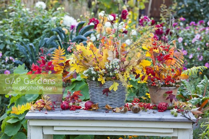 Autumn bouquets featuring colorful foliage, asters and berries of guelder rose and spindle in basket and terracotta pots.