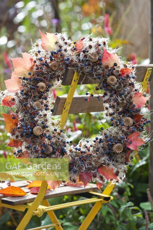 Autumnal wreath made from Boston ivy climbing stems with berries, poppy seedheads and leaves.