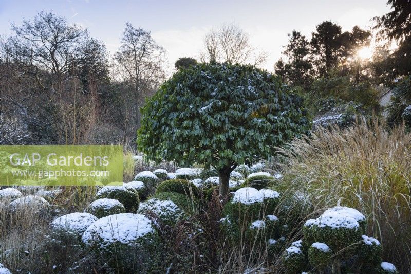 Clipped Portuguese laurel amongst clipped box and ornamental grasses in a formal garden in December.