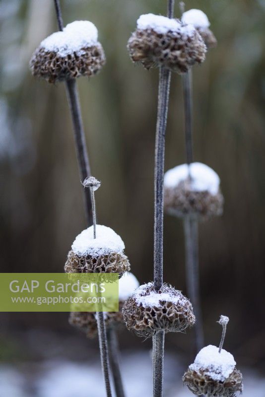 Phlomis russeliana seedheads dusted with snow in December.