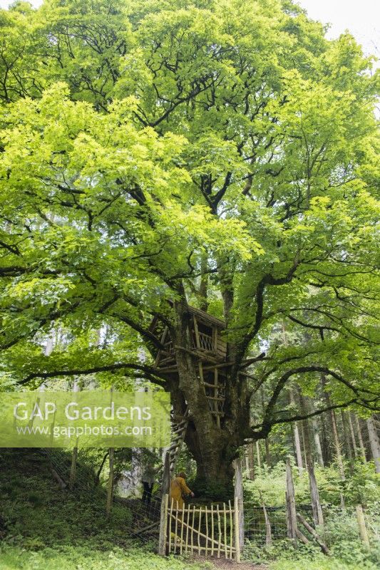 Tree house built within large Acer pseudoplatanus. May