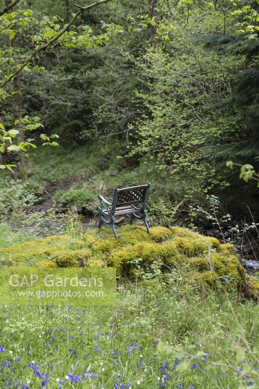 Chair placed on moss covered mound near stream. May. 
