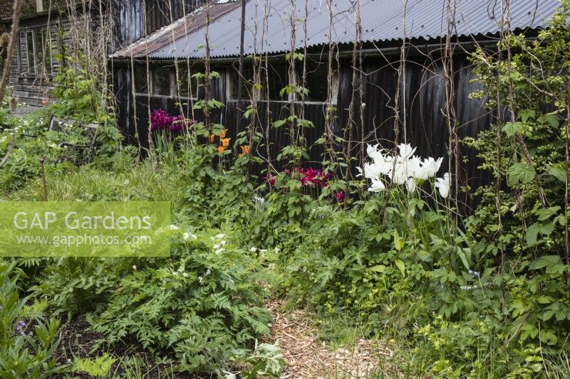 Humulus Lupus plants growing up strings next to shed in the potager, with tulips below. May. 