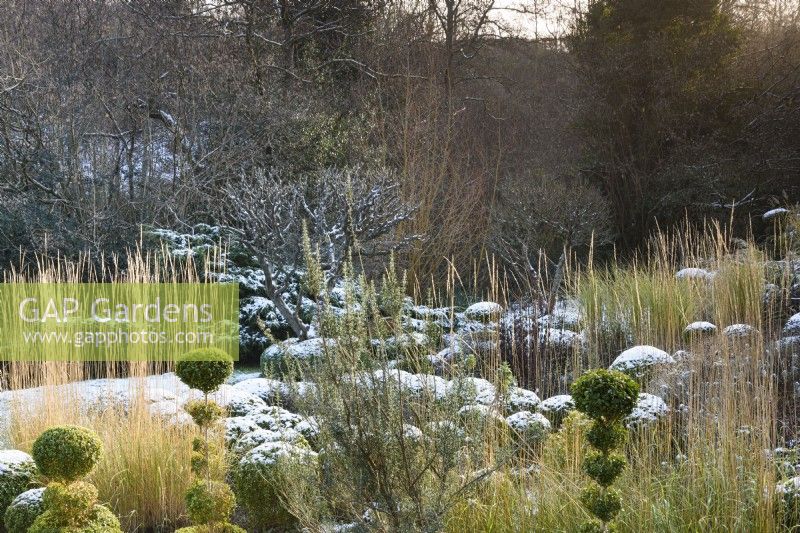 Bleached stems of ornamental grasses catch the sunlight in a garden of clipped box in December.