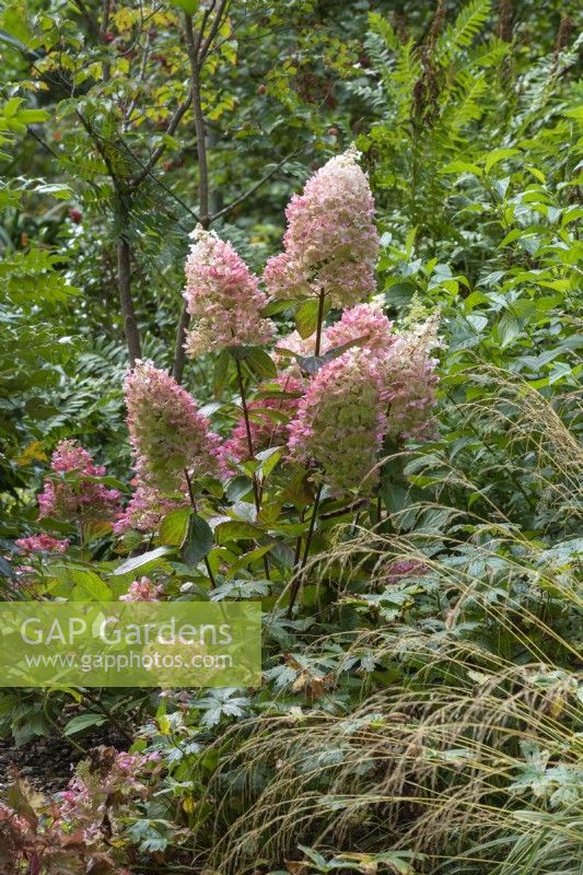 In woodland garden, a clump of Hydrangea paniculata 'Wim's Red', with wine red stems bearing cone-shaped clusters of flowers, opening white in spring, turning pink in summer and red in autumm.