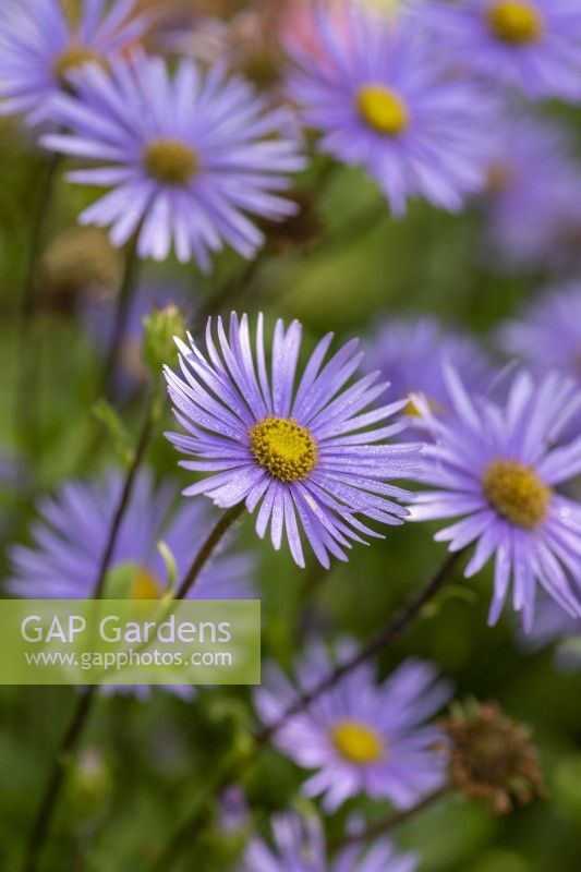 Aster asperulus, native to the Himalayas, bears masses of blue-mauve daisy-like flowers from August into autumn