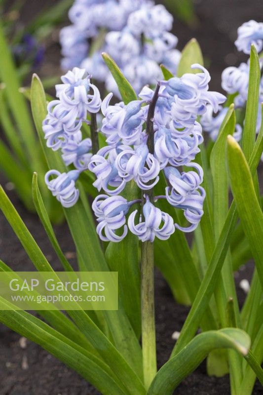 Hyacinthus orientalis 'Myosotis', a fragrant heirloom hyacinth dating back to 1896, with light blue flowers borne in March and April.