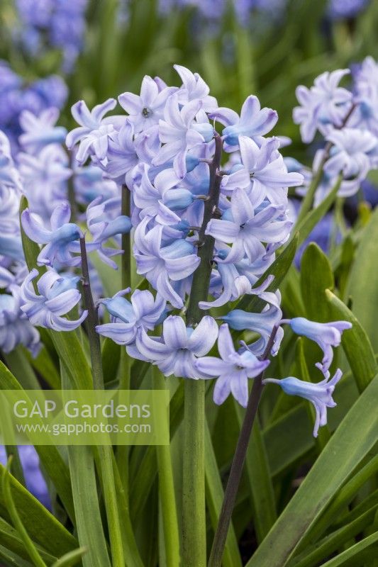 Hyacinthus orientalis 'Grande Monarque', a fragrant heritage oriental hyacinth with pale blue flowers borne in March and April.