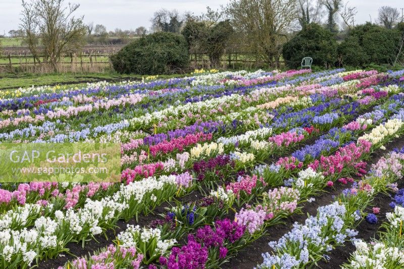 Alan Shipp's National Collection of Hyacinthus orientalis, laid out in rows in a half-acre field in Waterbeach, Cambridgeshire.