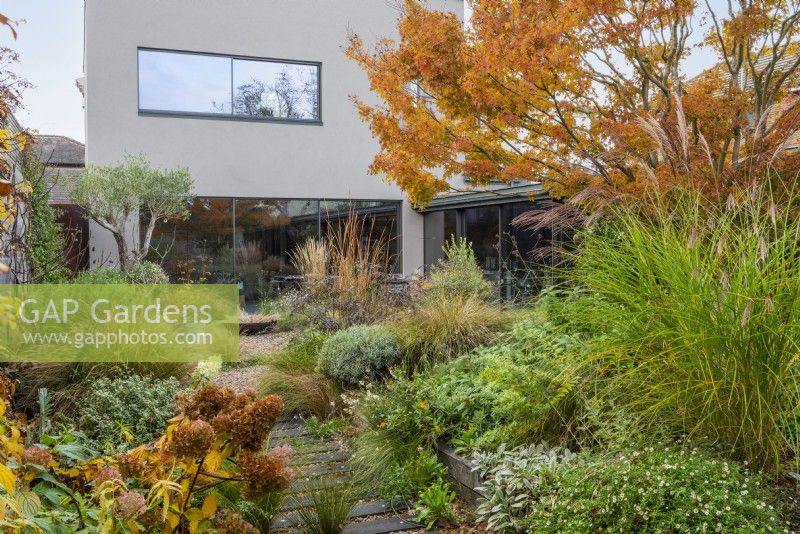 A contemporary house and courtyard (20m x 18m) with gravel paths and a raised central bed of drought tolerant plants: euphorbias, fleabane, ornamental grasses, sage and thyme, all beneath the canopy of a Japanese maple, Acer palmatum, with golden autumn foliage.