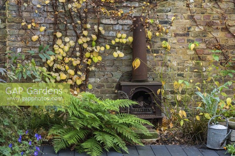 A climbing hydrangea is trained on the wall around an iron stove, at its feet hardy geranium 'Rozanne', and Polystichum setiferum, soft shield fern.