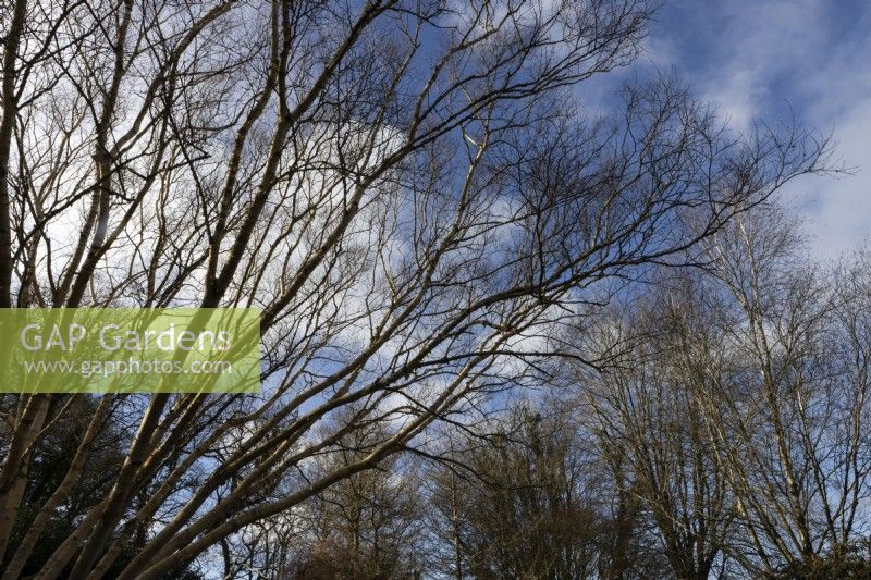 Betula ermanii Grayswood Hill (left) tree branches against a blue sky and clouds. Devon