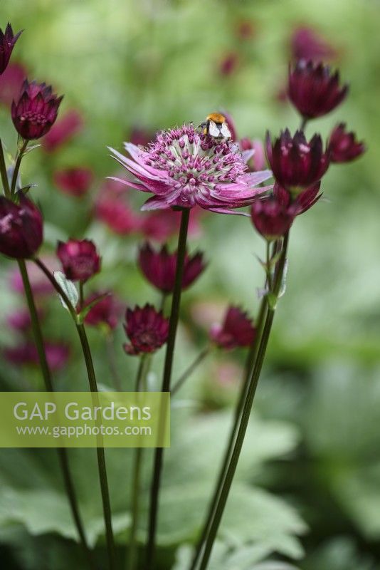Astrantia 'Moulin Rouge' in May