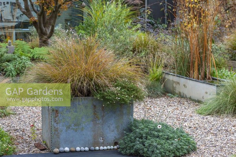 An old galvanised water tank planted with fleabane and pheasant tail grass, Anemanthele lessoniana syn Stipa arundinacea, on the edge of a gravel garden with a water trough as a water feature.