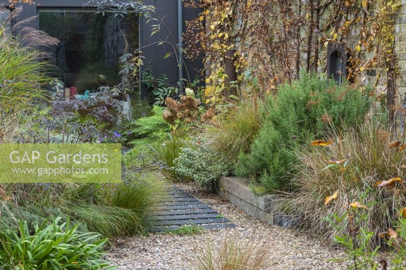 A path is made from wood off-cuts left over from laying the wooden decks, fixed at equal intervals beneath the gravel. To the right, a raised bed contains pheasant tail grass, euphorbia, euonymus, hydrangea, ferns and rosemary. Climbing hydrangea is trained up the wall.
