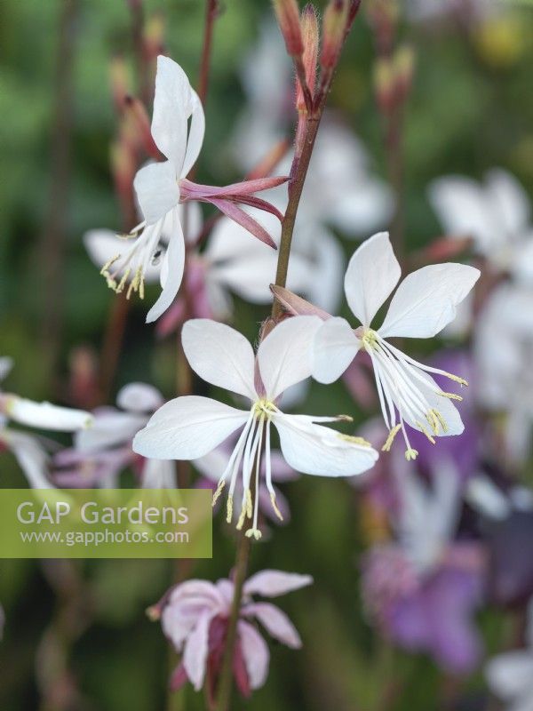 Oenothera lindheimeri syn Gaura lindheimeri 'Whirling Butterflies', a graceful, hazy gaura bearing stems of dainty white flowers for months on end from June.