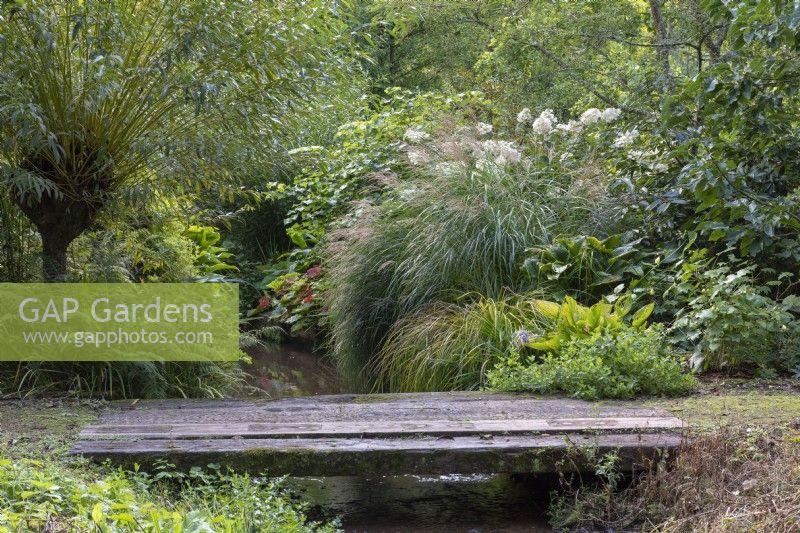 A bridge crosses a small stream, behind woodland garden with miscanthus, hostas, willows, ferns and hydrangeas.