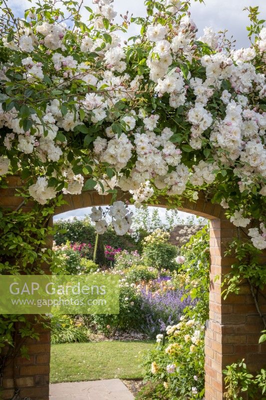 Rosa 'Adelaide d'Orleans' AGM growing over a wall with a view through a brick arch leading into the Lion Garden at the David Austin Rose garden