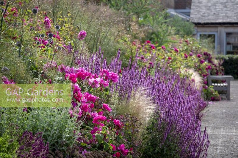 Mixed border at Wynyard Hall with Rosa gallica var. officinalis AGM - Apothecary's rose, in the foreground with Salvia nemorosa 'Amethyst', Stipa tenuissima, echinops, fennel and sedums