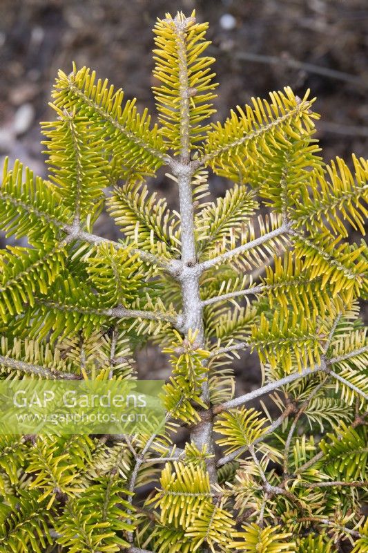 Abies nordmanniana subsp. nordmanniana 'Golden Spreader' - Caucasian fir foliage